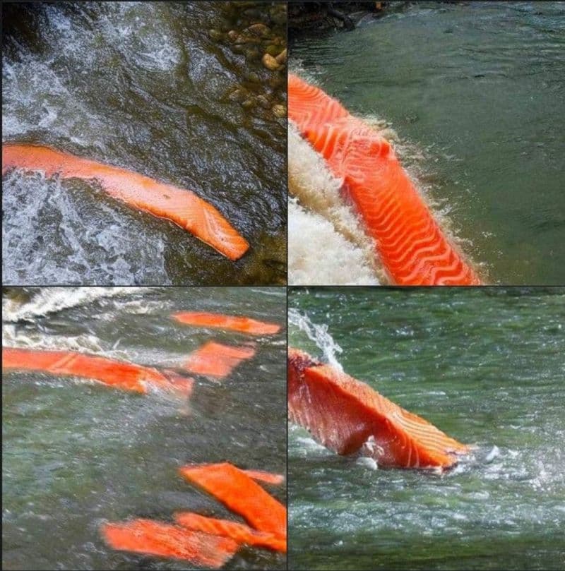 When you ask an #AI to recreate « a salmon swimming down a river »

The end is near 🥲

Thanks Carlos la Orden Tovar for sharing